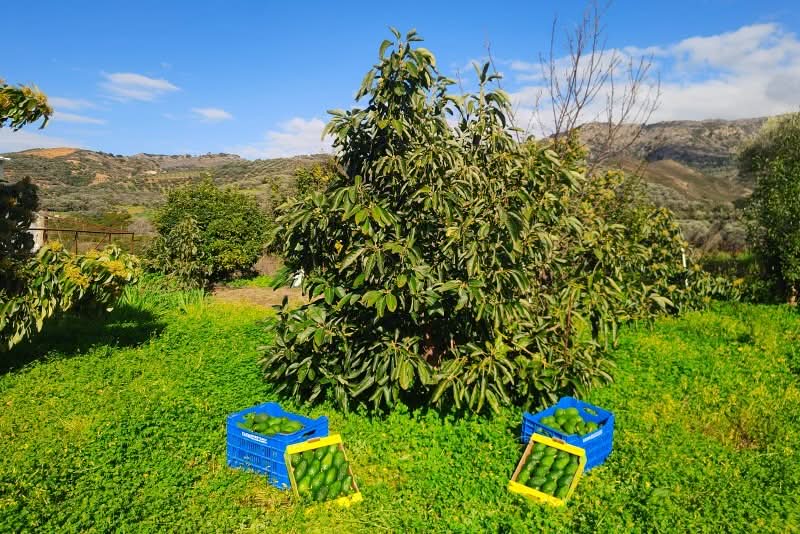 Avocado Hass kaufen Kreta – Bio Avocado Plantage auf Kreta mit frischen Ernteboxen
