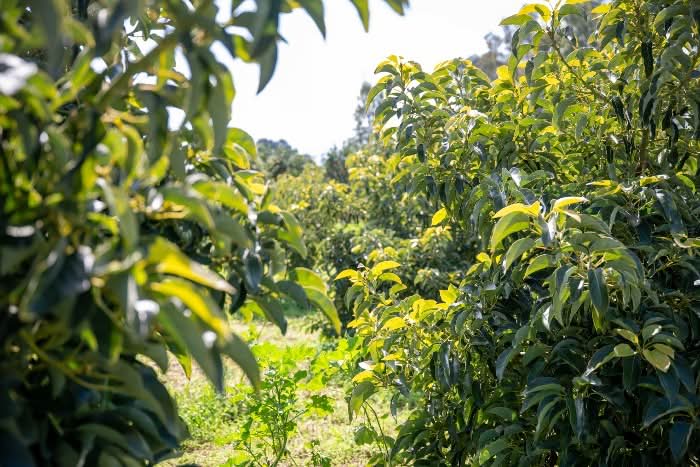 Avocado Hass kaufen Kreta – Bio Avocado Plantage auf Kreta mit gesunden Bäumen
