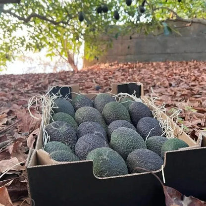 Avocado-Mix Bio & Wild von Julian Wochenaktion % 4kg