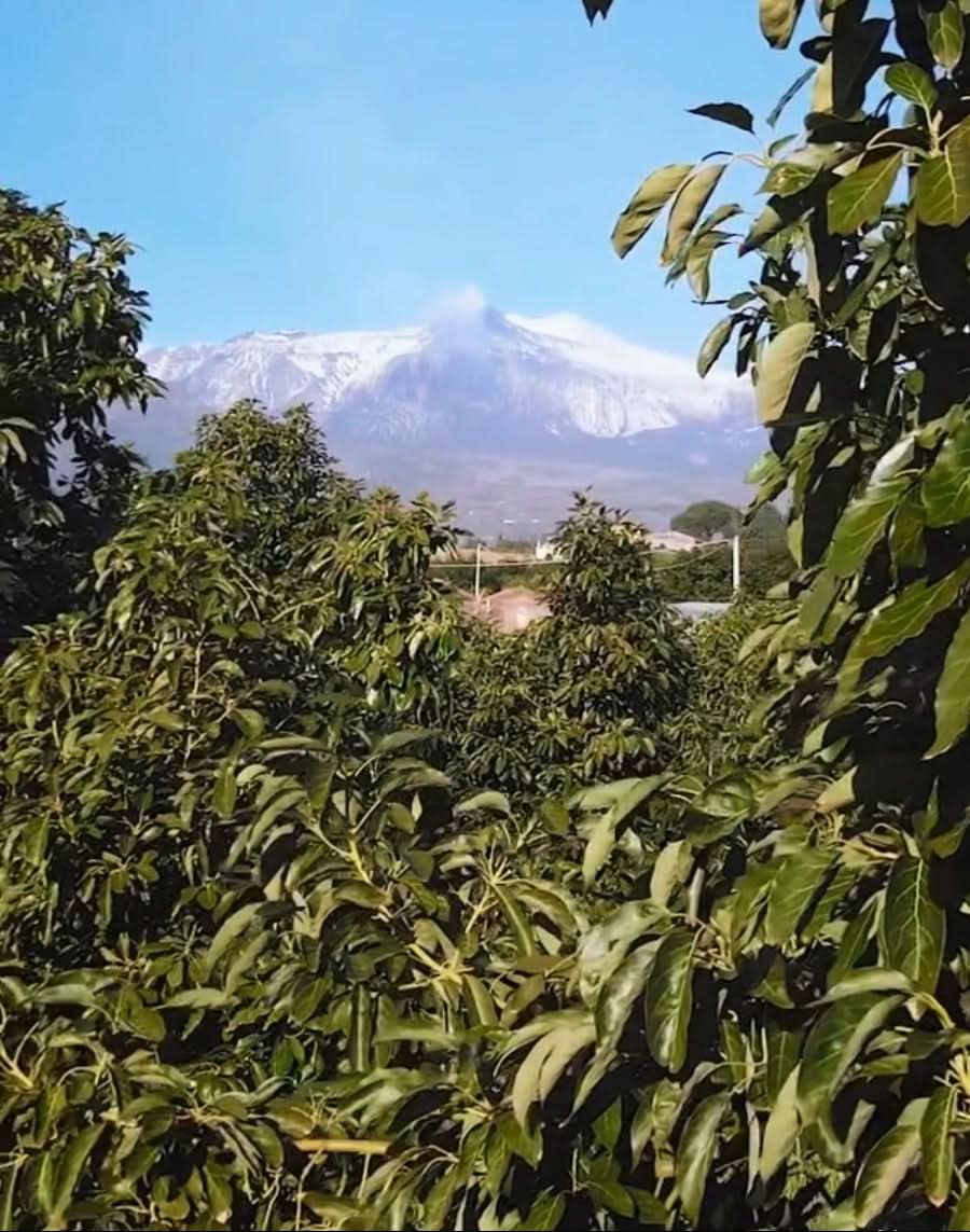 Blick auf den Vulkan Ätna hinter Bio-Avocado-Hainen – avocado hass kaufen sizilien direkt von der Plantage