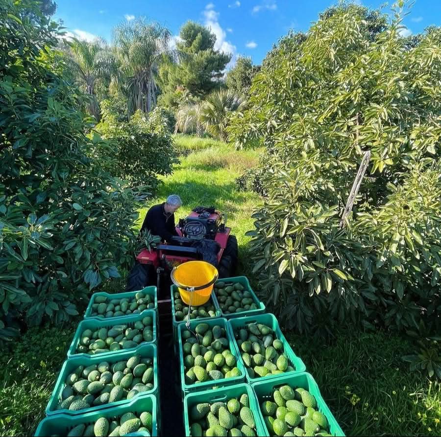 Bio-Avocado Hass Ernte auf einer sizilianischen Plantage – jetzt Avocado Hass kaufen Sizilien