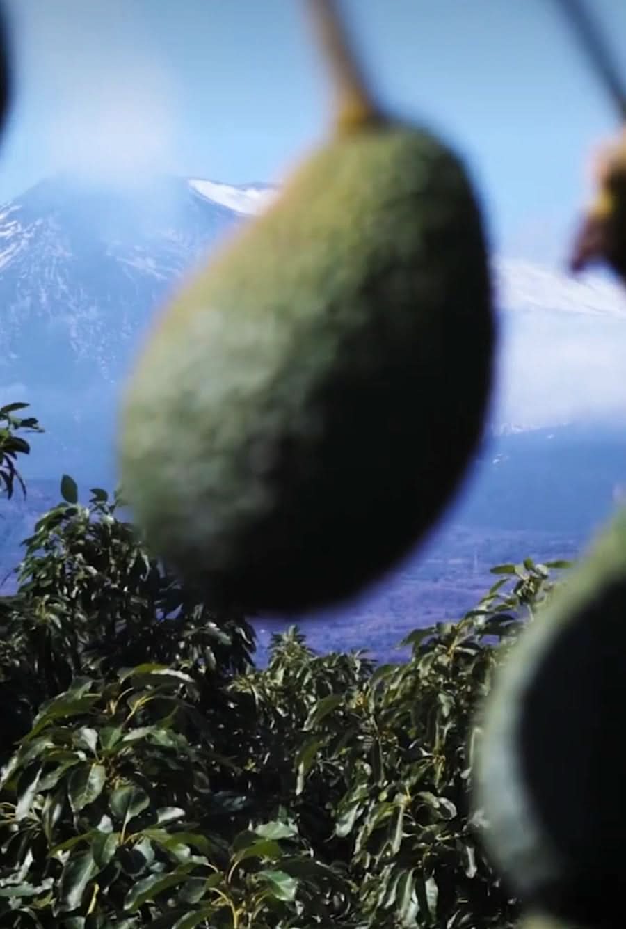 Hass Avocados aus Sizilien mit Blick auf den Ätna – avocado hass kaufen sizilien direkt vom Bauernhof