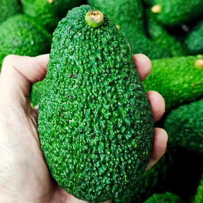Große Bio Hass Avocado aus Sizilien in der Hand – avocado hass kaufen sizilien