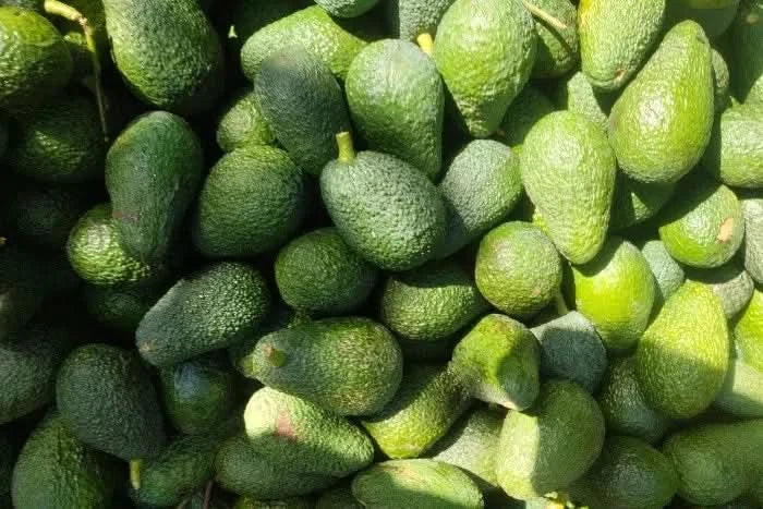 Avocado Hass kaufen Spanien – frisch geerntete grüne Avocados aus Andalusien