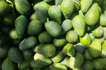 Avocado Hass kaufen Spanien – frisch geerntete grüne Avocados aus Andalusien