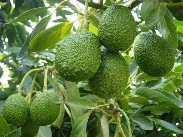 Avocado Hass kaufen Spanien – Reifende Bio-Avocados direkt am Baum auf einer spanischen Finca