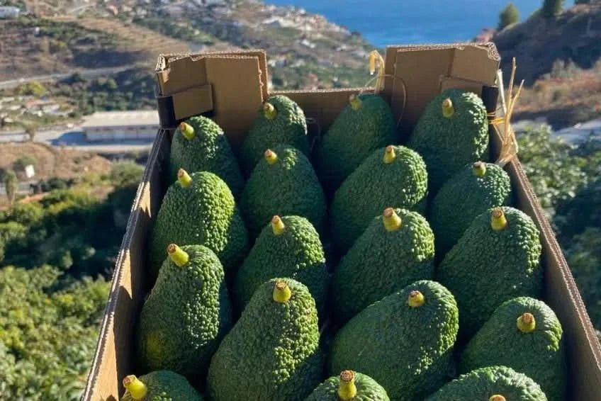 Avocado Hass kaufen Spanien – Frisch geerntete Bio-Avocados direkt von der Finca mit Meerblick