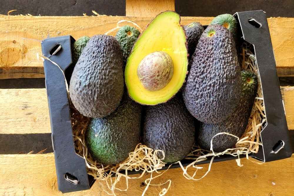 Avocado Hass 15 Monate baumgereift von Salvador Box bestellen