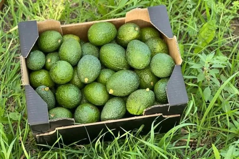 Avocado Hass kaufen Spanien – volle Kiste mit frischen Avocados direkt vom Feld