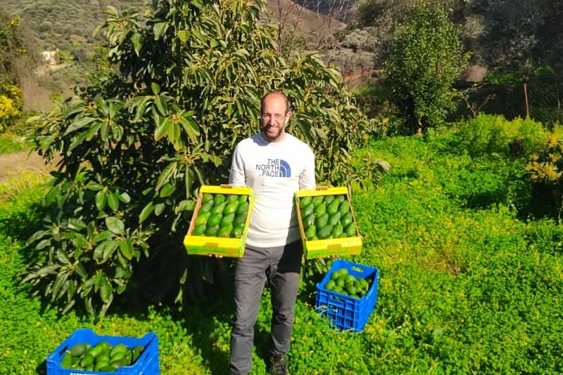 Avocado Hass kaufen Kreta – Landwirt mit frisch geernteten Bio Avocados auf Kreta
