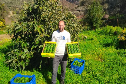 Avocado Hass kaufen Kreta – Landwirt mit frisch geernteten Bio Avocados auf Kreta
