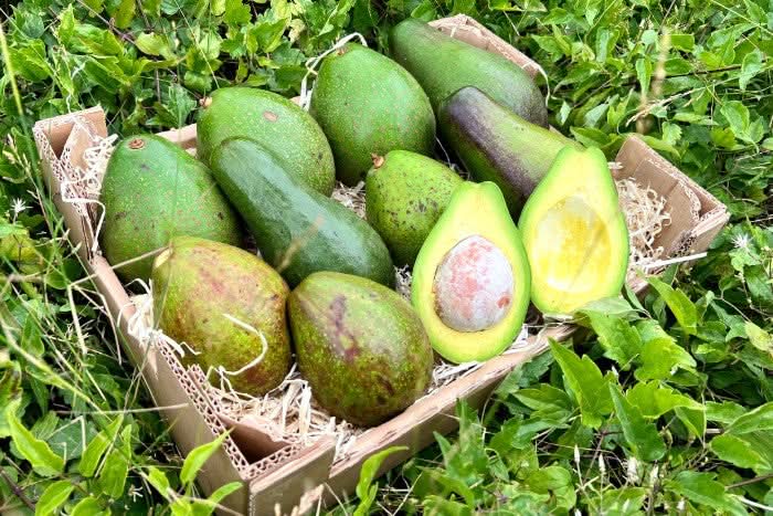 Bio Avocado Jumbo Uganda in nachhaltiger Verpackung kaufen – große grüne Früchte direkt von Kleinbauern

