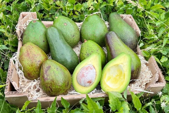 Bio Avocado Jumbo Uganda – große grüne Avocados frisch geerntet in einer Box, perfekte cremige Konsistenz und nachhaltiger Anbau