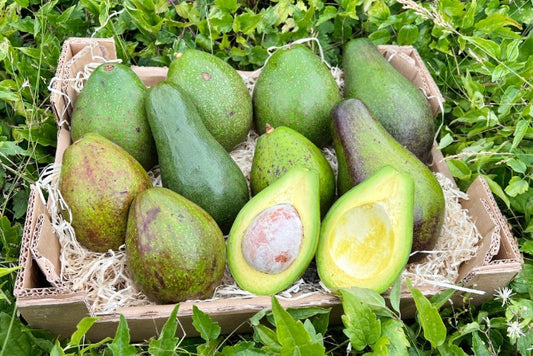 Bio Avocado Jumbo Uganda – große grüne Avocados frisch geerntet in einer Box, perfekte cremige Konsistenz und nachhaltiger Anbau