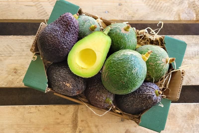 Bio Avocados aus Spanien kaufen – Reed und Hass Avocado Mischung direkt von Julian aus Andalusien, frisch geerntet und perfekt gereift