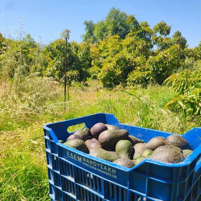 Frische Lamb Hass Avocados aus Spanien in einer blauen Erntekiste auf einem Bio-Feld in Kreta