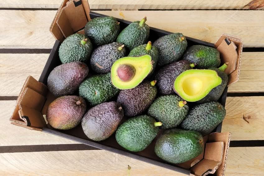 Avocado Lamb Hass kaufen Spanien – Frische Bio-Lamb Hass Avocados aus Spanien in der Box, nussiger Geschmack und cremige Textur

