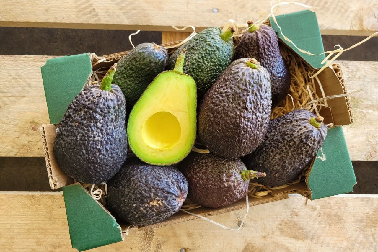 Avocado Lamb Hass kaufen Spanien – Bio-Avocados frisch aus Spanien mit nussigem Geschmack und cremigem Fruchtfleisch
