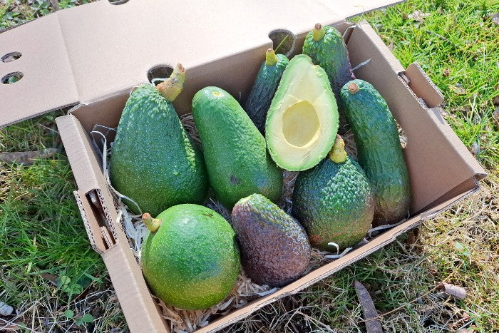 Avocado-Mix Sonderaktion % 2kg Box