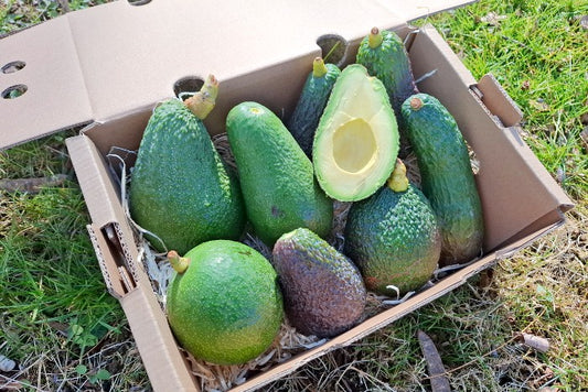 Avocado-Mix Sonderaktion % 2kg Box