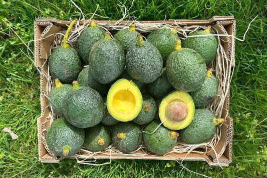 Avocadorarität Nabal wild von Julian