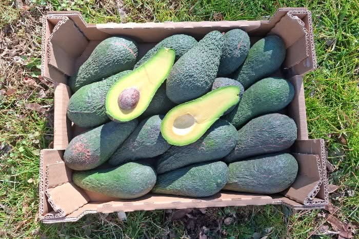 Frische Bio Avocados Pinkerton direkt vom Kleinbauern in Spanien – jetzt Avocado Pinkerton kaufen und cremigen Geschmack genießen