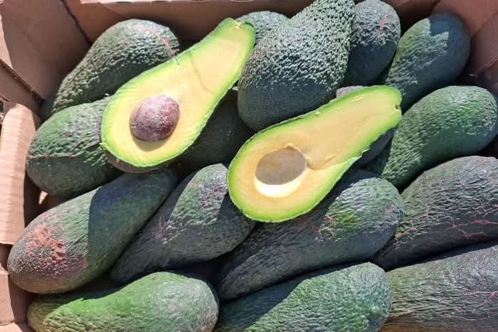 Bio Avocado Pinkerton kaufen in Spanien – cremiges Fruchtfleisch und nussiger Geschmack direkt vom Bauern
