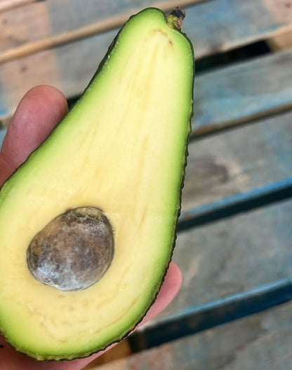 Avocado Pinkerton kaufen in Spanien – reife Bio-Avocado mit kleinem Kern und gelbem, cremigem Fruchtfleisch