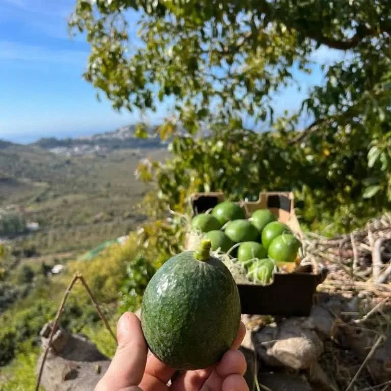 Reed-Avocado in der Hand mit Blick auf die andalusische Landschaft – Avocado Reed kaufen Spanien direkt vom Ursprung
