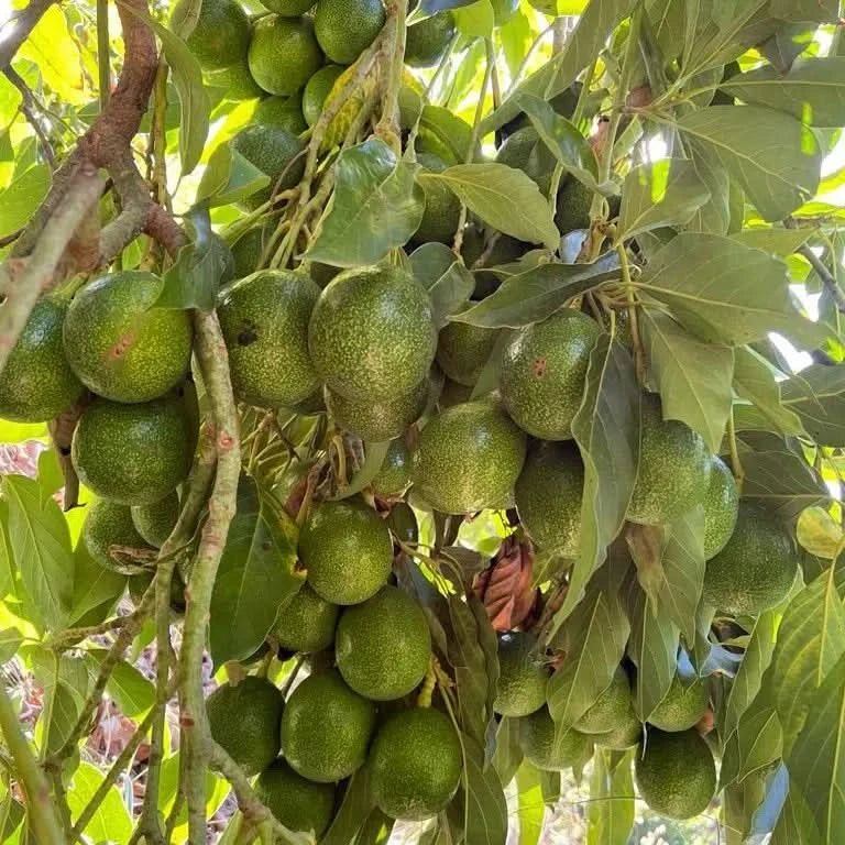 Avocadobaum mit reifen Reed-Früchten in Spanien – direkt vom Baum Avocado Reed kaufen Spanien