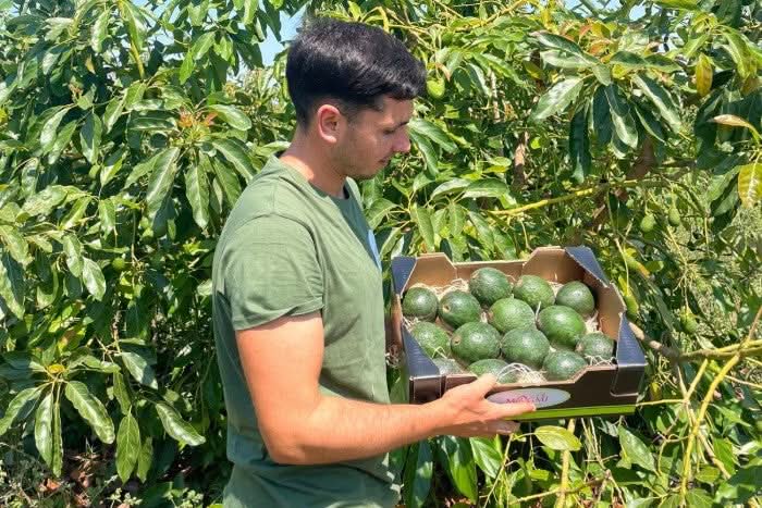 Spanischer Landwirt mit frischen Reed-Avocados aus nachhaltigem Anbau – jetzt Avocado Reed kaufen Spanien