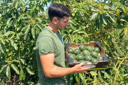 Spanischer Landwirt mit frischen Reed-Avocados aus nachhaltigem Anbau – jetzt Avocado Reed kaufen Spanien