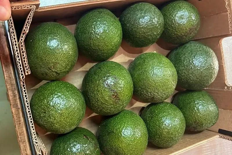 Karton mit frischen Reed-Avocados aus Spanien – Avocado Reed kaufen Spanien in umweltfreundlicher Verpackung