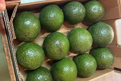 Karton mit frischen Reed-Avocados aus Spanien – Avocado Reed kaufen Spanien in umweltfreundlicher Verpackung