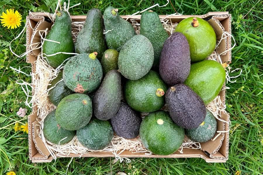 Avocado Rettungsaktion aus Spanien mit alten und wilden Sorten auf Stroh in nachhaltiger Verpackung