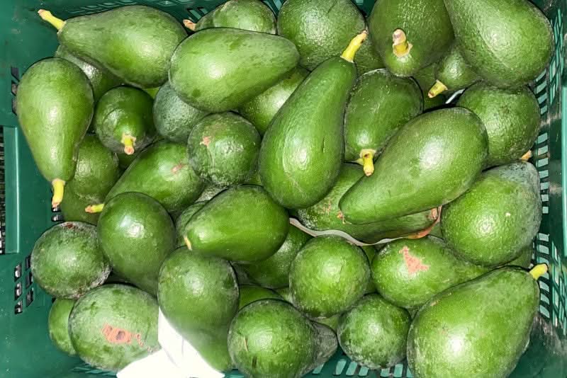 Avocadorarität 