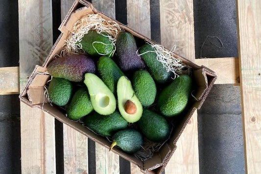 Avocadorarität Telesforo wild von Julian