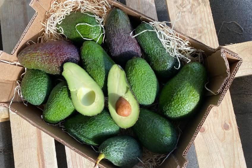 Avocadorarität Telesforo wild von Julian