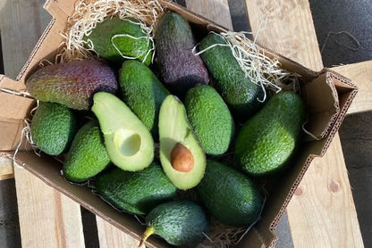 Avocadorarität Telesforo wild von Julian