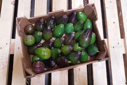 Avocadorarität Zutano Bio von Julian 4kg Box Sparpreis %