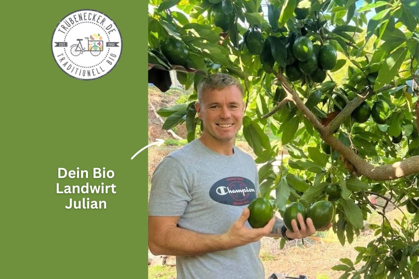 Avocado Reed Bio von Julian