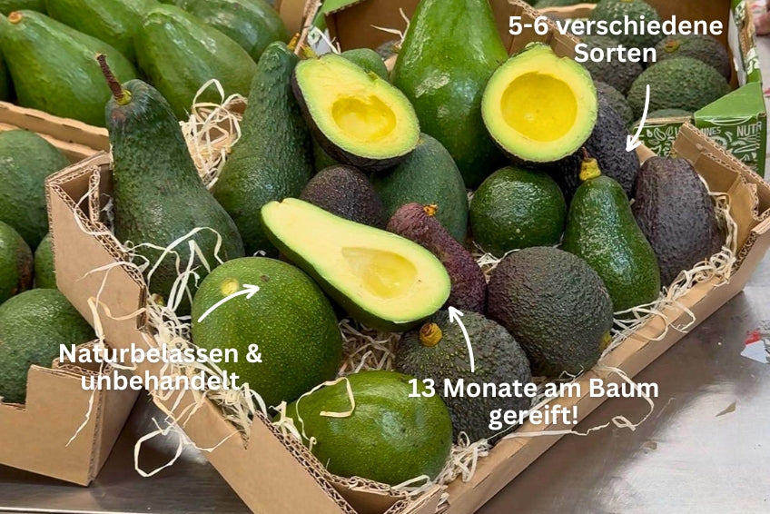 Avocado-Mix 13 Monate baumgereift Sonderaktion % 3kg Box
