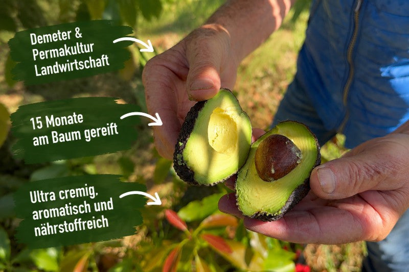 Avocado Hass von Julia Demeter & Permakultur