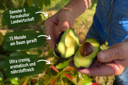 Avocado Hass von Julia Demeter & Permakultur
