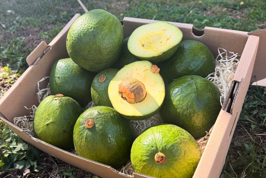 Avocado Margarida (Stk. ca. 500g) Aktionswoche %