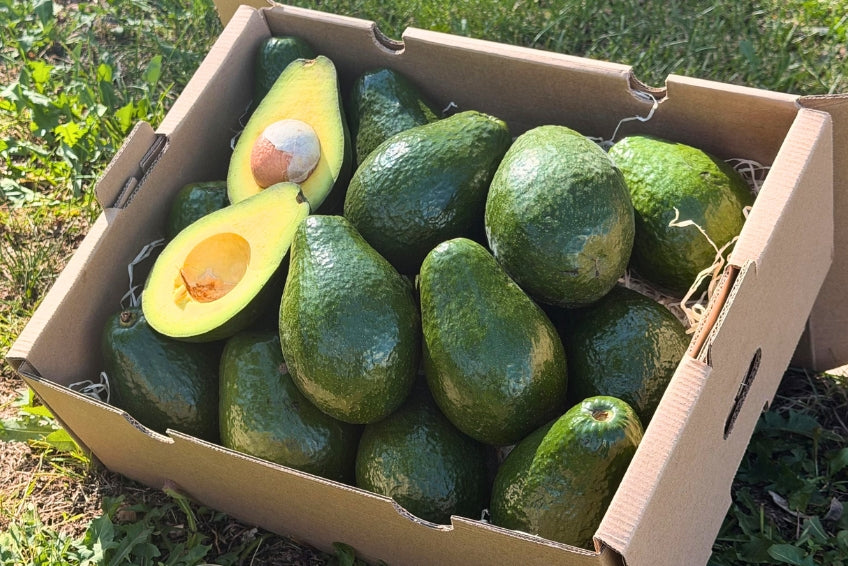 Avocado Antillano (Riesen-Avocado ca. 500g) Aktionswoche %