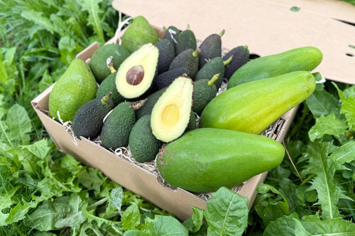 Avocado Mix "Wild Wonders"