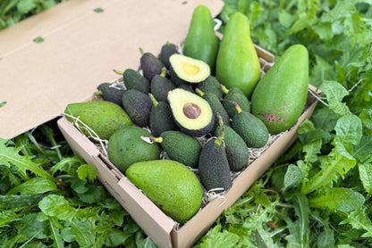 Avocado Mix "Wild Wonders"