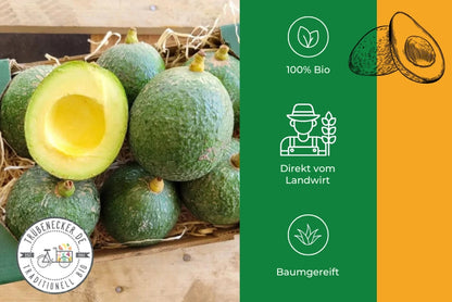 Avocado Reed Bio von Julian