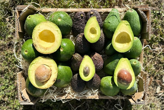 Avocado-Mix 13 Monate baumgereift Sonderaktion % 3kg Box